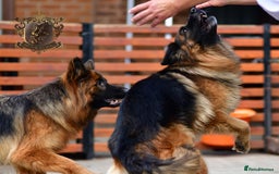 German Shepherd dogs for sale: TWO ADULT LONGHAIRED GSD FEMALES  - Image 6