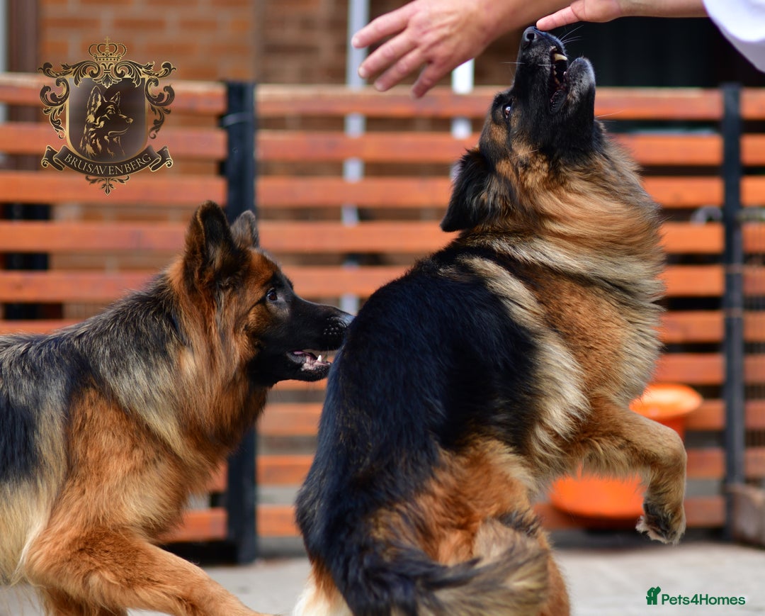 German Shepherd dogs for sale: TWO ADULT LONGHAIRED GSD FEMALES  - Image 6