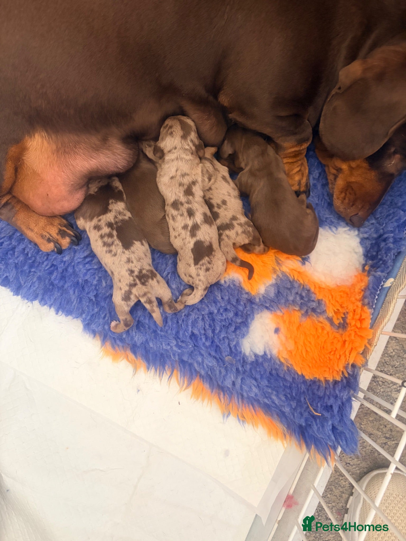 Miniature Dachshund dogs Smooth haired miniature Daschund babies - Advert 4