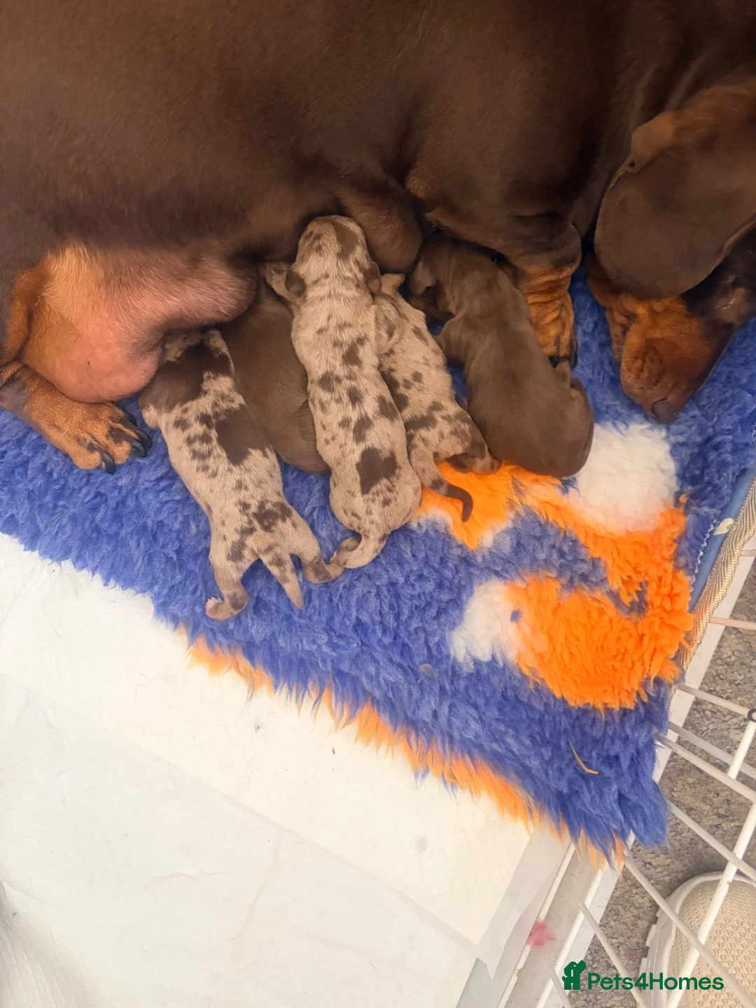 Miniature Dachshund dogs for sale: Smooth haired miniature Daschund babies in Liverpool - Advert 1