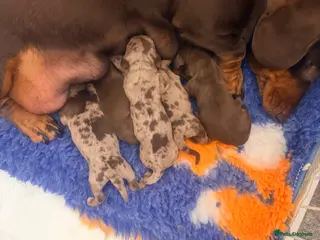 Miniature Dachshund dogs Smooth haired miniature Daschund babies - Advert 4