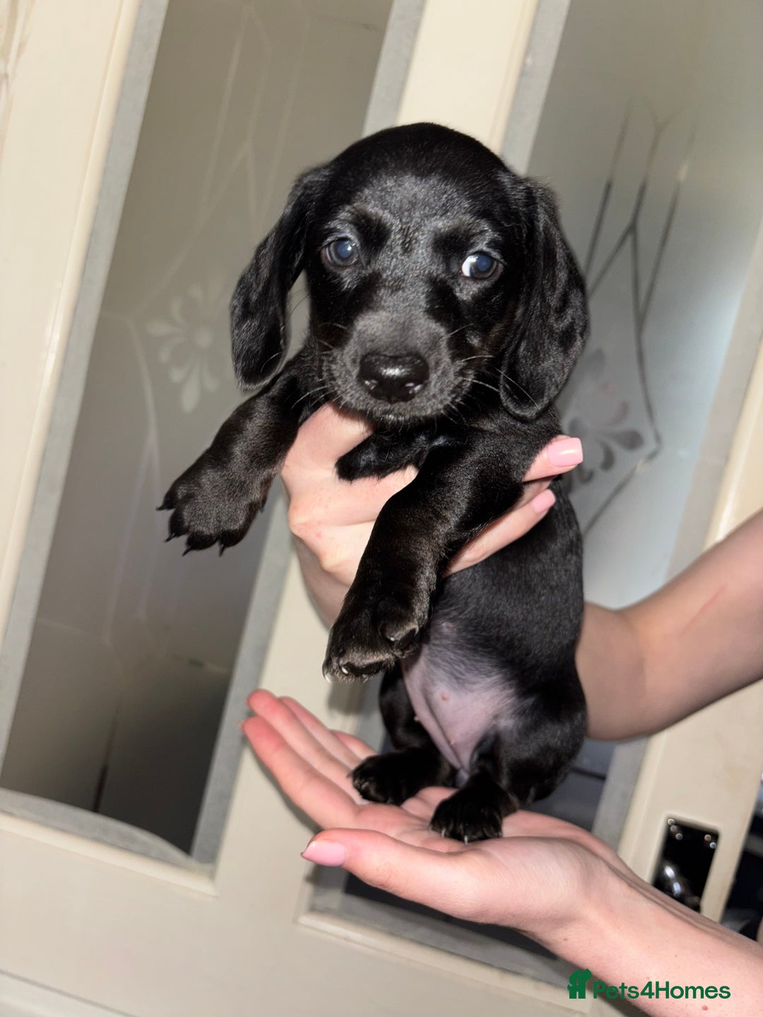 Mixed Breed dogs for sale: Doxiepoo puppies (3/4 minature dachshund) - Image 5