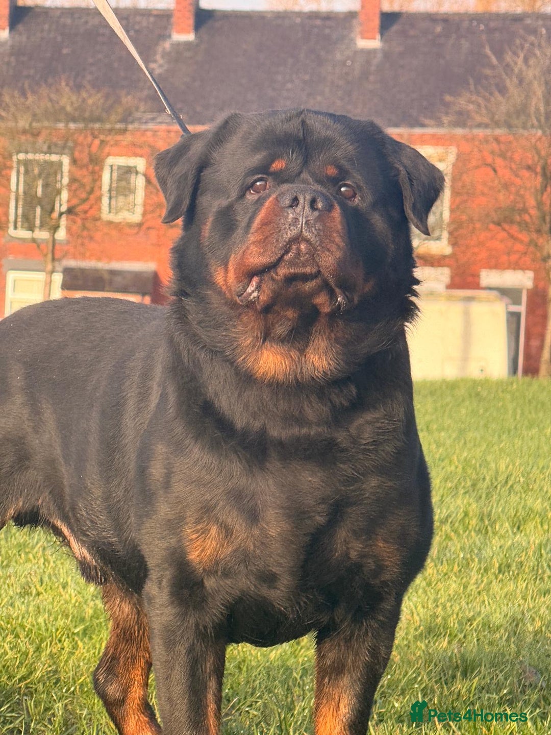 Rottweiler dogs for stud: Top quality health tested kc male German X serbian - Advert 20