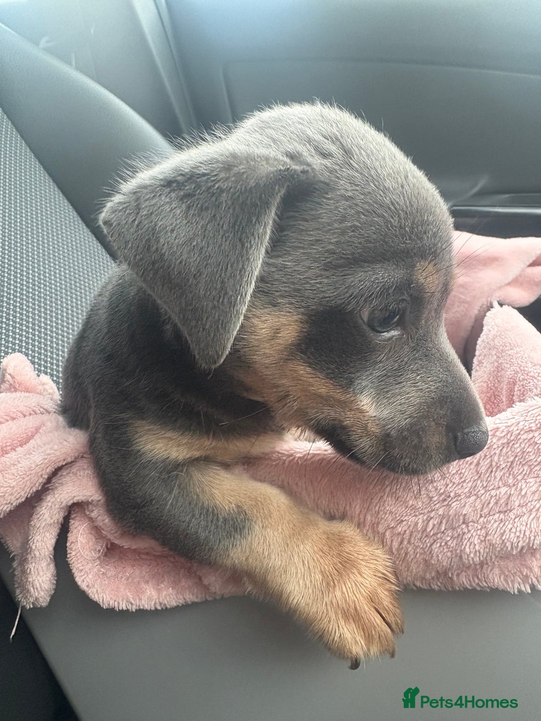 Jack Russell dogs for sale: Jack Russell miniature  - Image 2