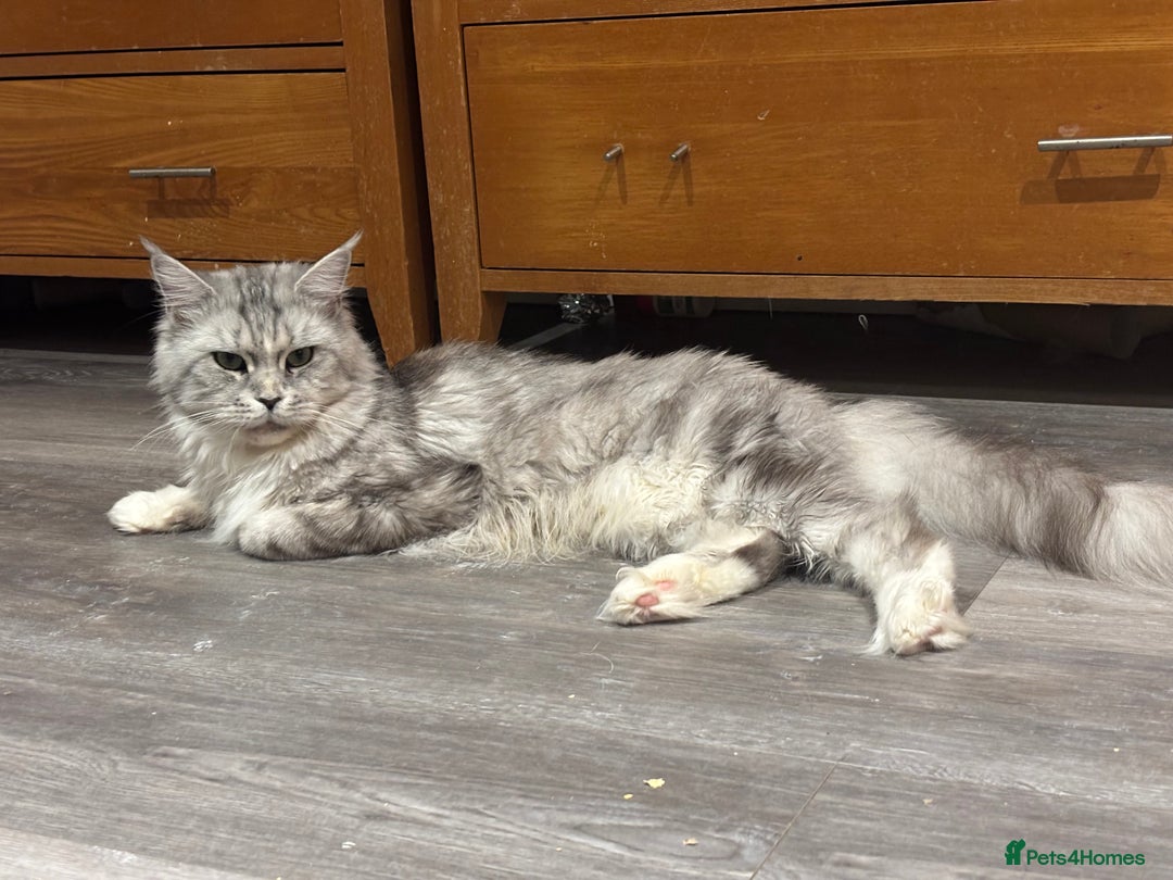 Maine Coon cats for sale: Attention Please ‼️ - Advert 6