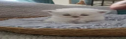 British Shorthair cats for sale: British short hair kittens  - Advert 13