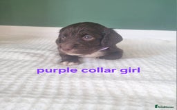 Cocker Spaniel dogs for sale: Beautiful cocker spaniel puppies - Image 19