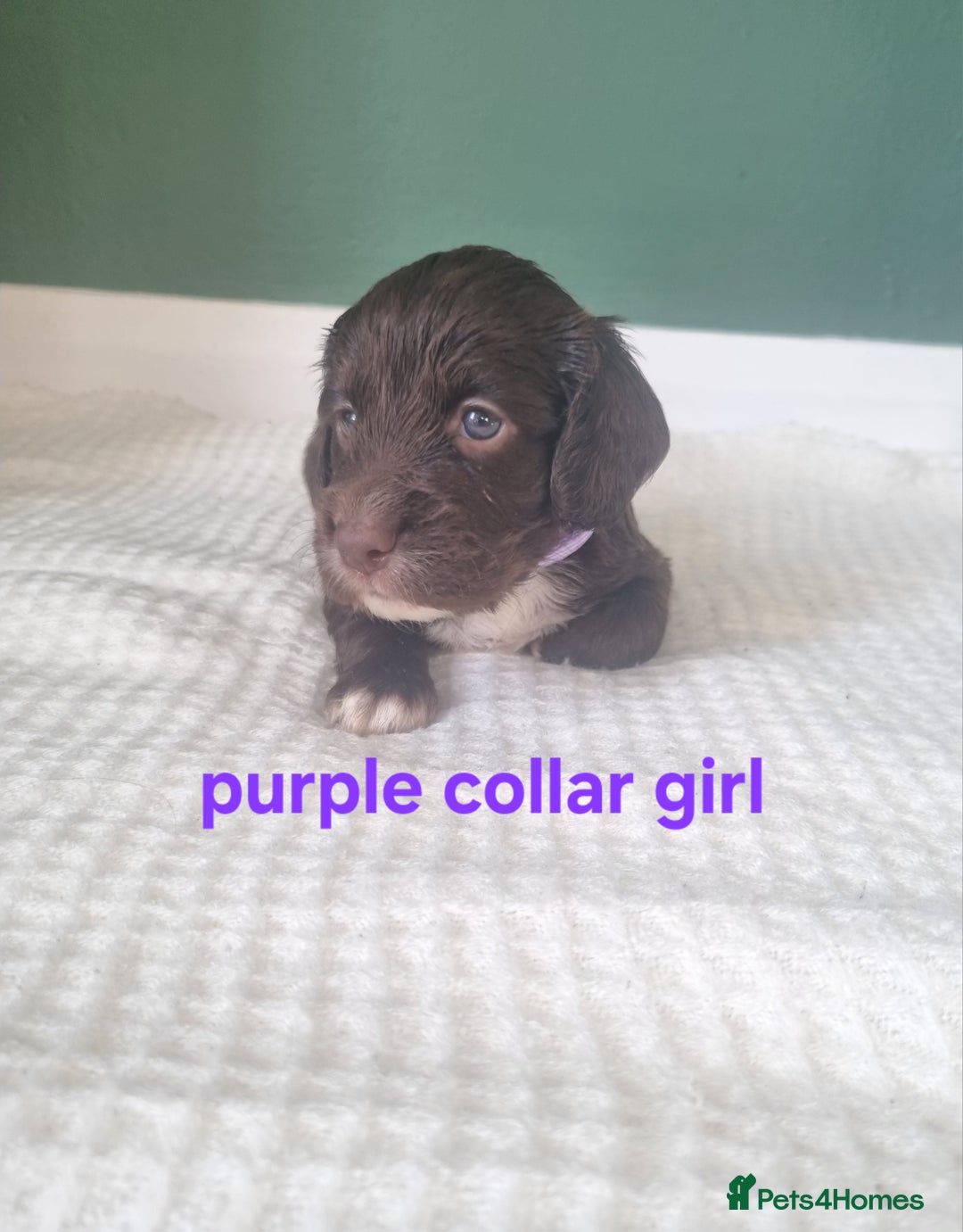 Cocker Spaniel dogs for sale: Beautiful cocker spaniel puppies - Image 19