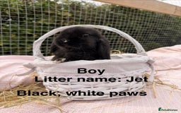 Mini Lop rabbits for sale: Pure mini lops, otters, grey, blue - Image 5