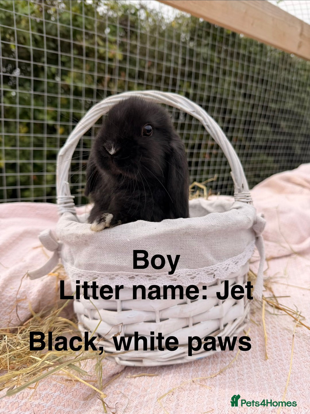 Mini Lop rabbits for sale: Pure mini lops, otters, grey, blue - Image 5