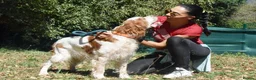 English Setter dogs for adoption: Kay   in Worthing - Advert 5