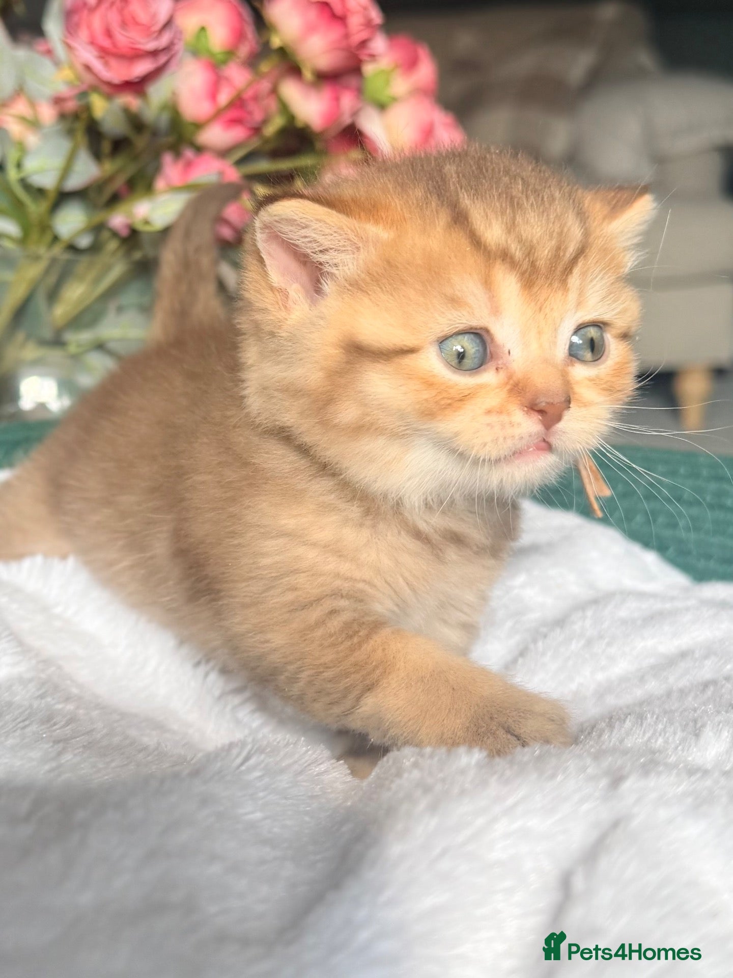 British Shorthair cats 4 Chocolate golden kittens TICA reg  - Advert 1