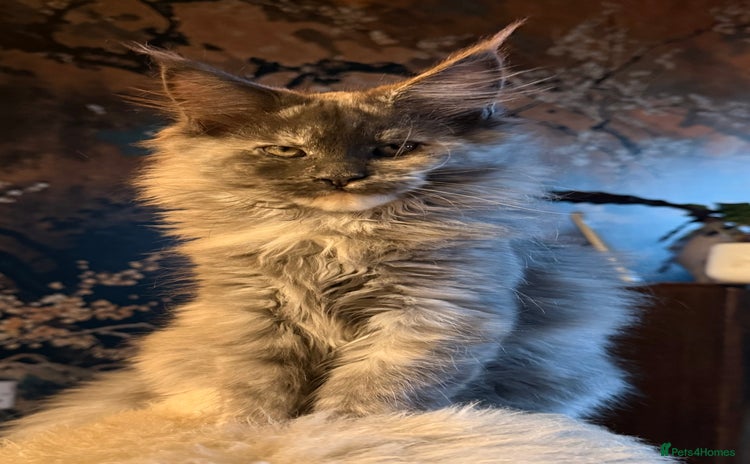 Maine Coon cats - Advert 1