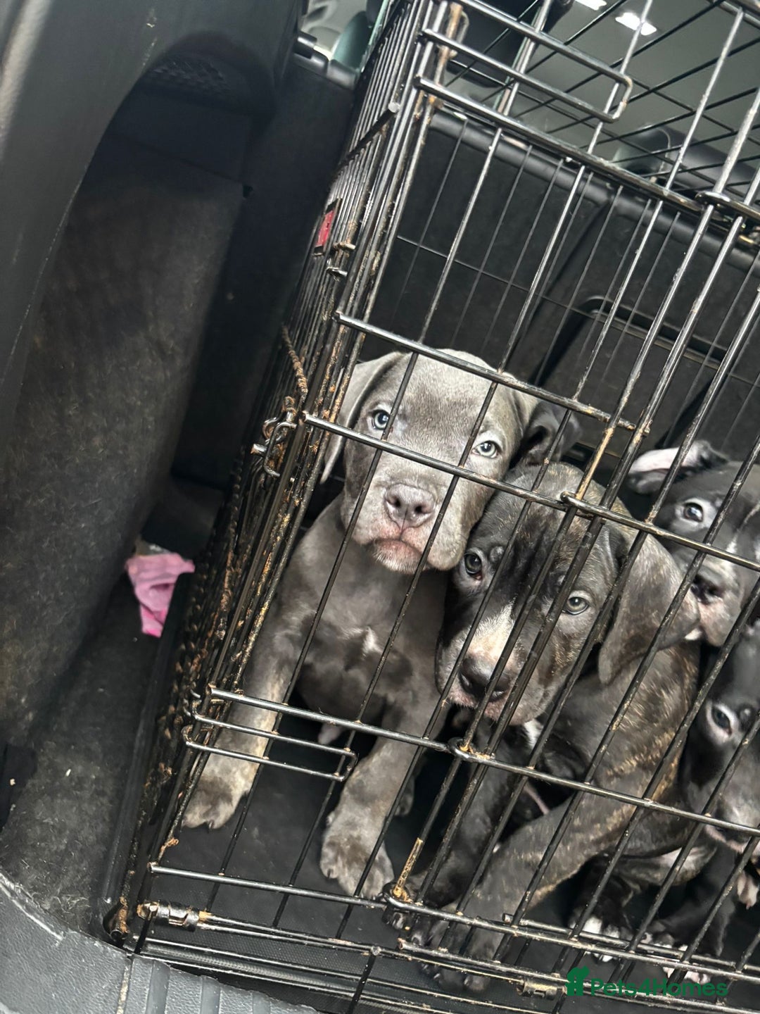 Mixed Breed dogs for sale: Came corso X American bulldog - Advert 9