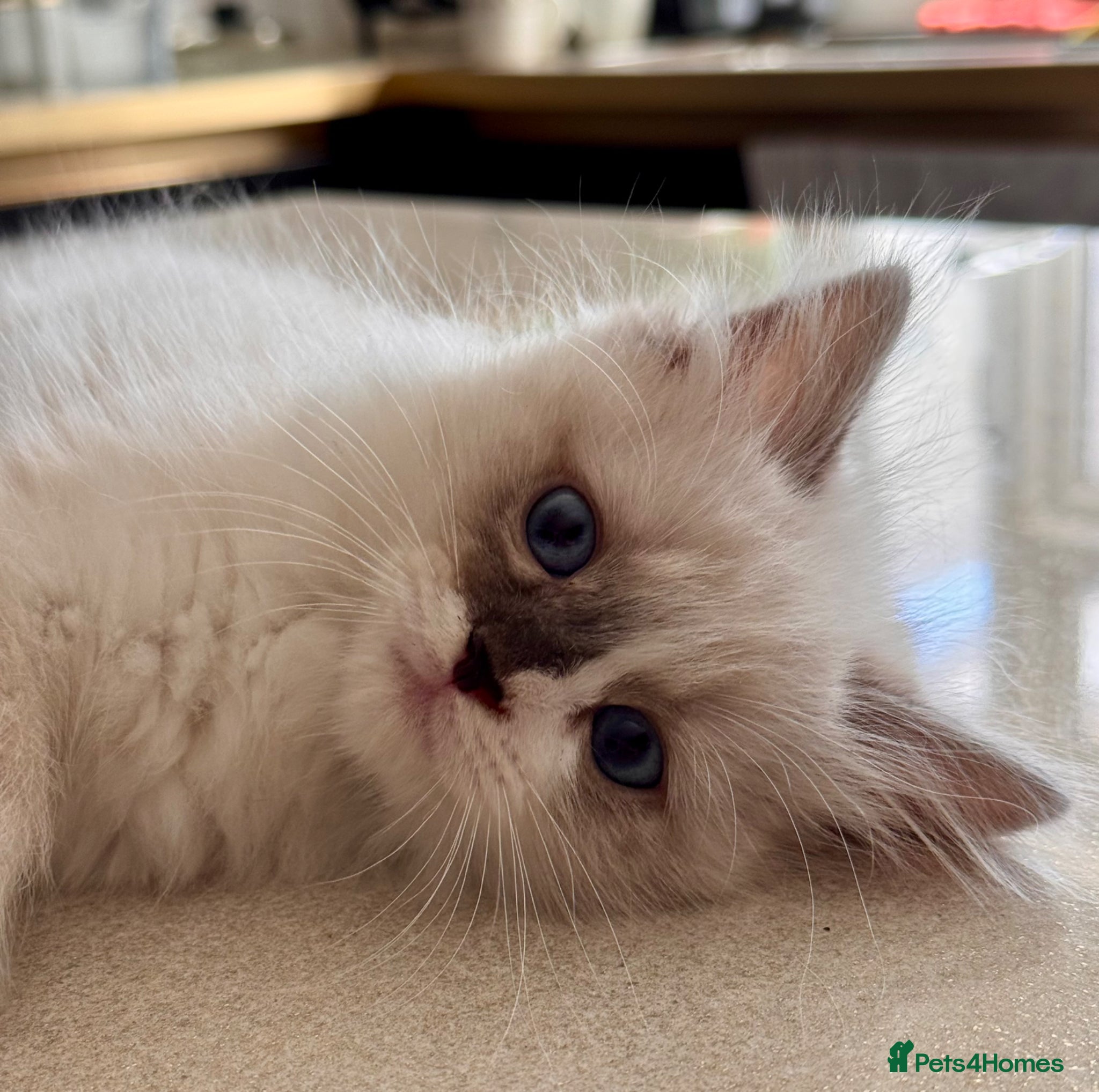 Ragdoll cats Purebred Ragdoll Kittens  - Advert 16