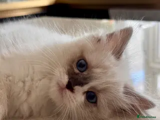 Ragdoll cats Purebred Ragdoll Kittens - Advert 16