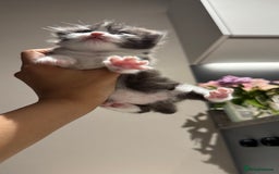 British Shorthair cats for sale: 🐾✨ Looking for Their Forever Home ✨🐾 - Image 2