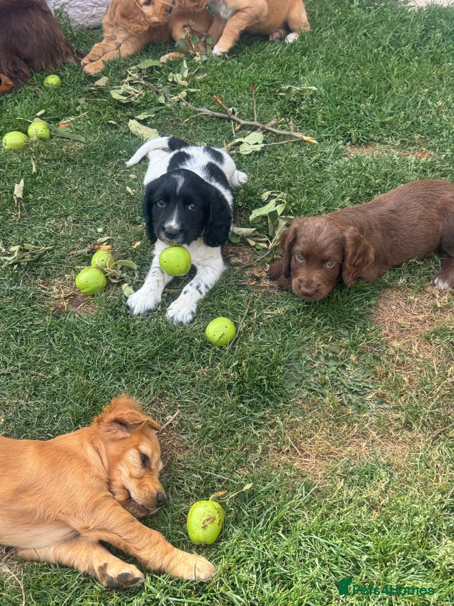 Cocker Spaniel dogs Beautiful litter of cocker spaniel puppies - Advert 1