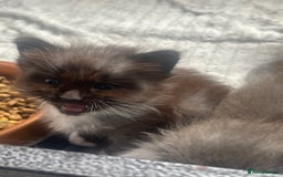 Maine Coon cats for sale: Maine coon mix - Image 1