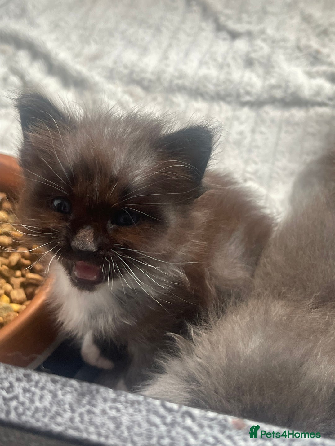 Maine Coon cats for sale: Maine coon mix - Image 1