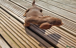 Miniature Dachshund dogs for sale: Adorable Miniture Dachshund  in Paignton - Image 14