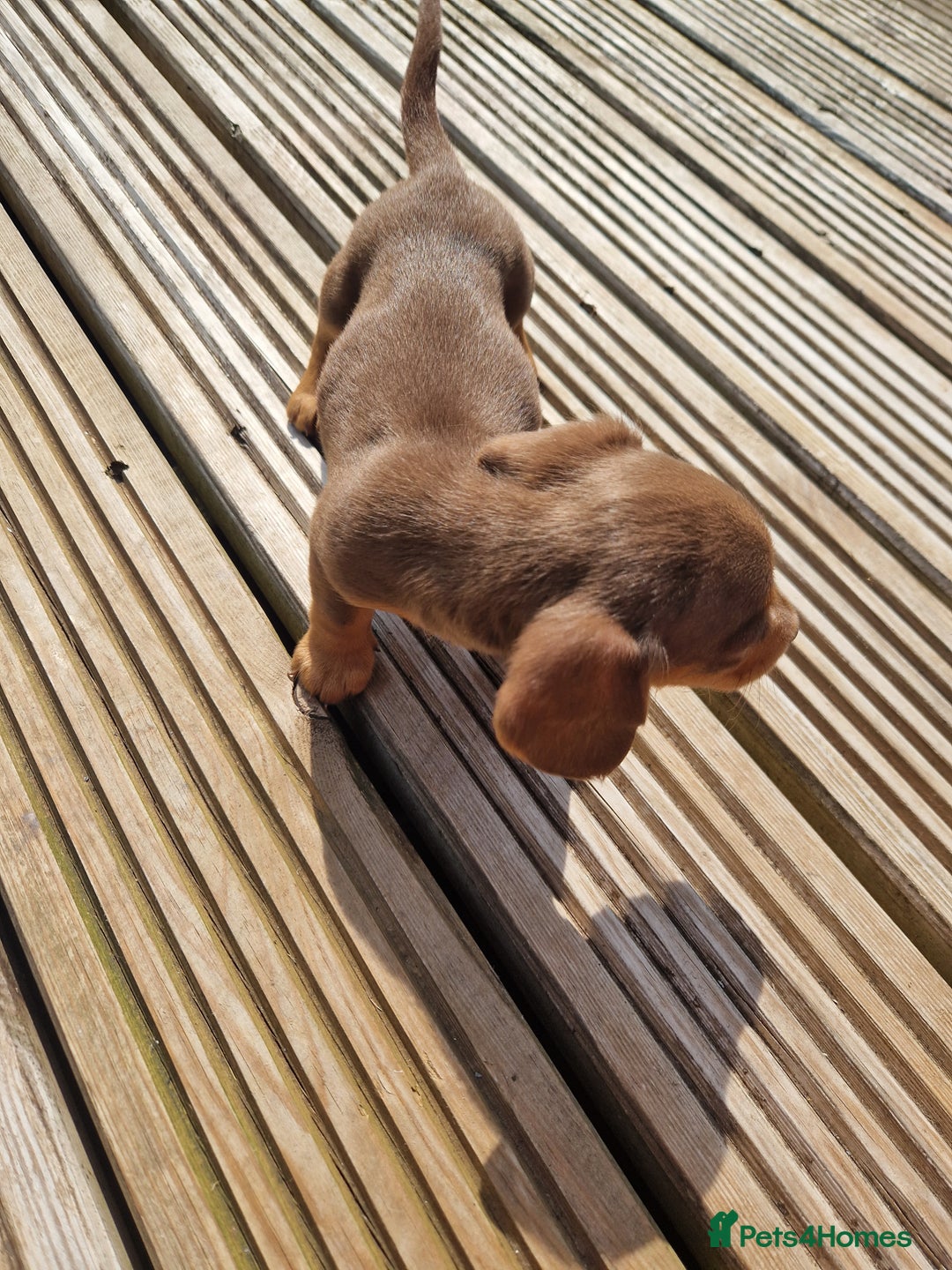 Miniature Dachshund dogs for sale: Adorable Miniture Dachshund  in Paignton - Image 14
