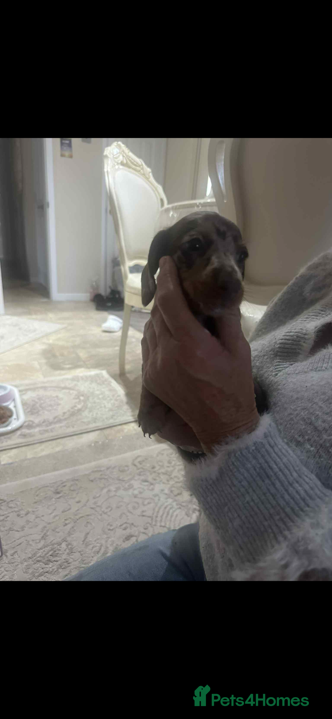 Dachshund dogs for sale: Smooth haired dachshunds for sale Tiverton devon - Image 6