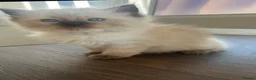 Ragdoll cats for sale: Beautiful Ragdoll  in Birmingham - Advert 5