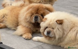 Chow Chow dogs for sale: 🧸🧸Beautiful litter of chow chow puppies🧸🧸 - Image 6