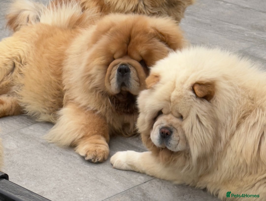 Chow Chow dogs for sale: 🧸🧸Beautiful litter of chow chow puppies🧸🧸 - Image 6