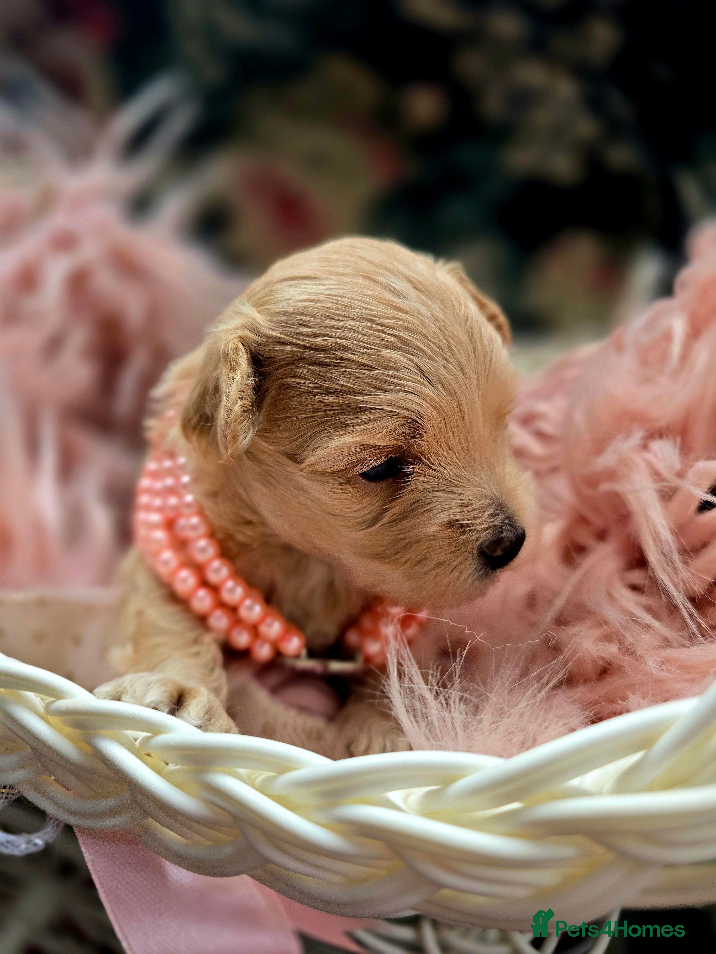 Maltipoo dogs Beautiful F1 maltipoo looking forever home ❤️🐶 - Advert 2