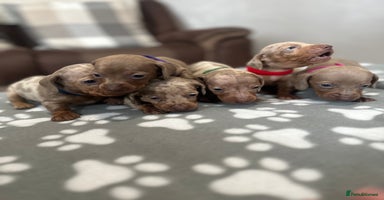 Dachshund dogs - Advert 12