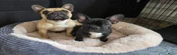 French Bulldog dogs for sale: Stunning boy  - Advert 4