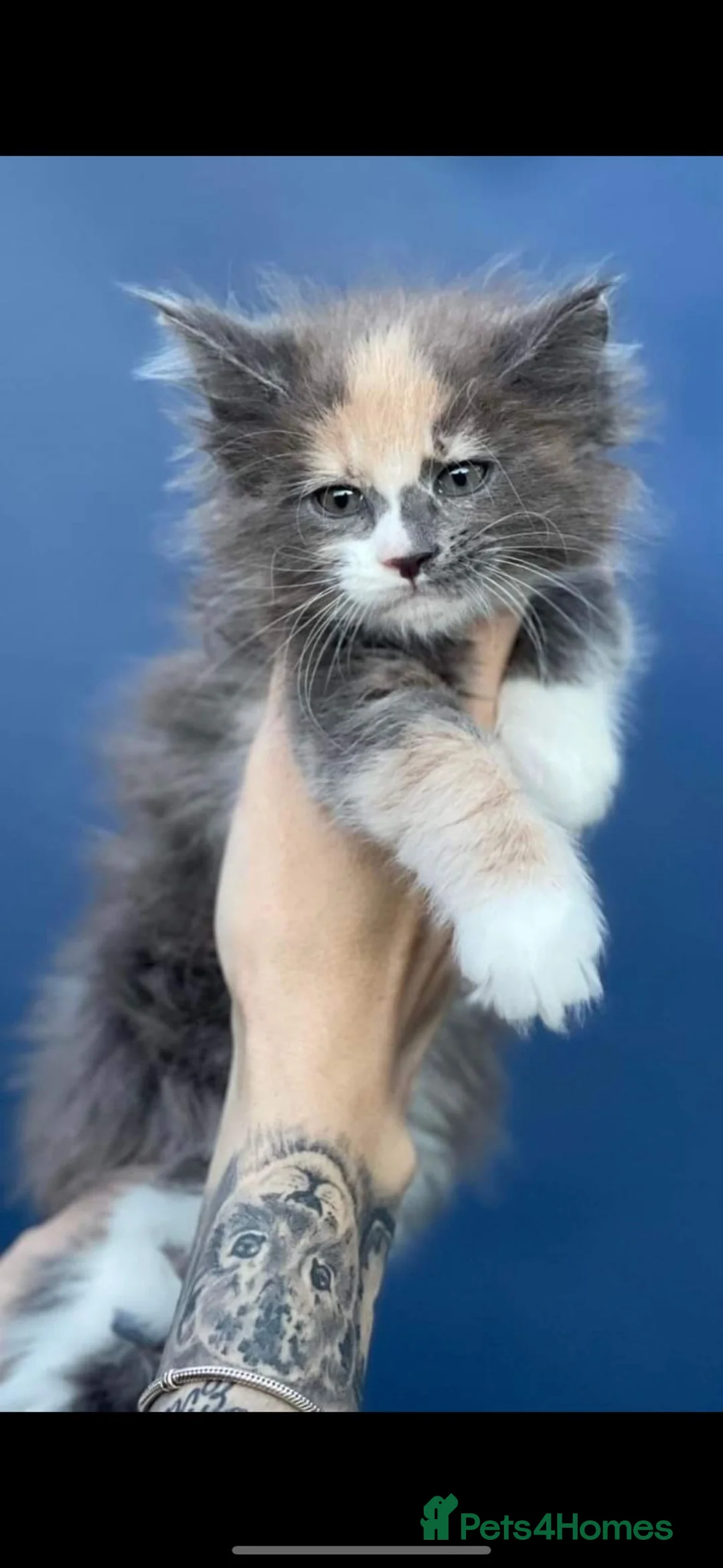 Maine Coon cats for stud: Dual registered Champion winner Maine coon stud in Manningtree - Advert 17