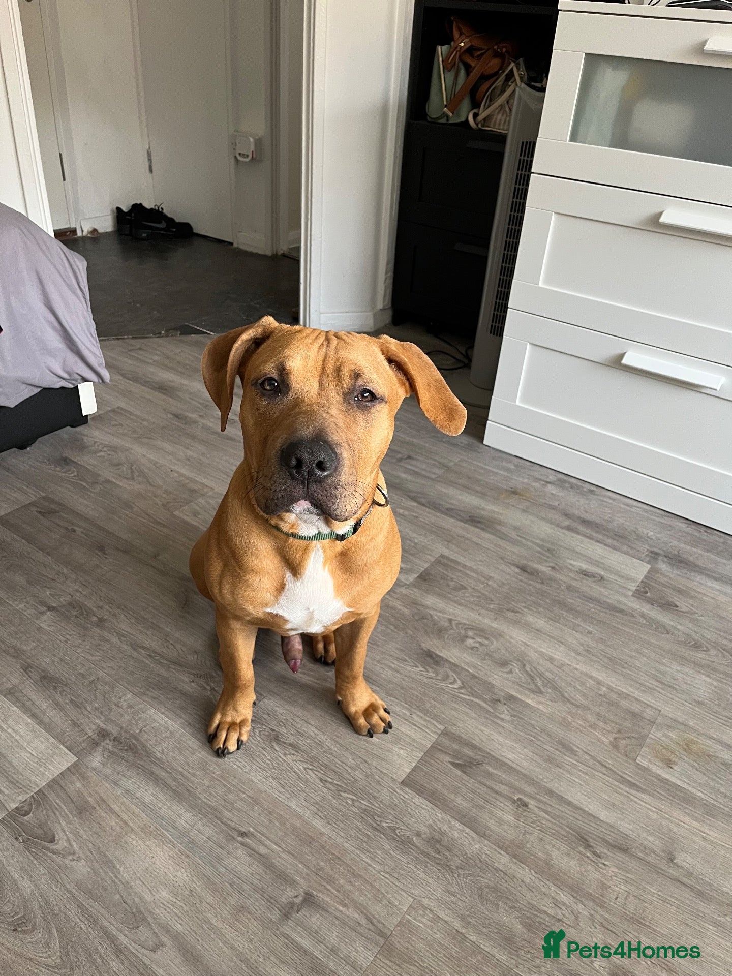 Mixed Breed dogs Ridgeback x Staffy - Advert 11