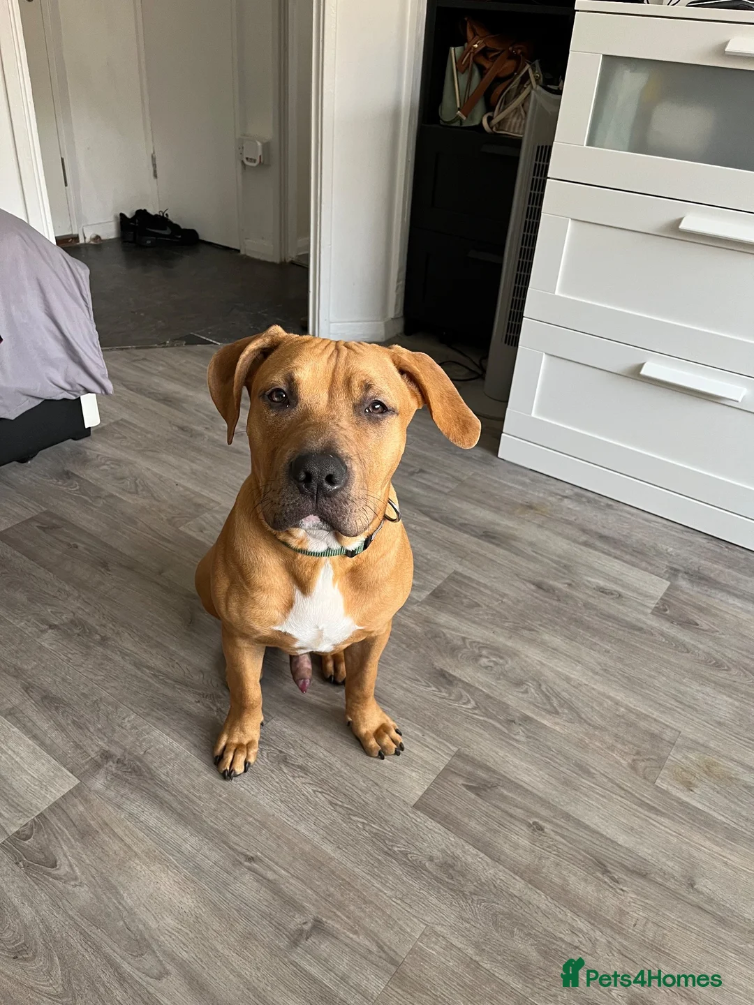 Mixed Breed dogs for sale: Ridgeback x Staffy - Advert 1