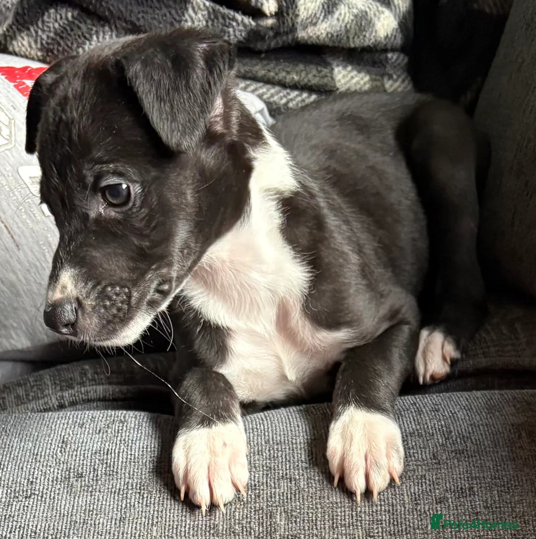 Lurcher dogs for sale: Bull greyhound  in Rowlands Gill - Advert 7