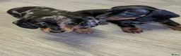 Miniature Dachshund dogs for sale: Miniature Dachshund litter of 3 puppies in Bradford - Advert 7