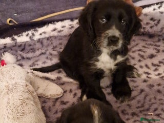 Cocker Spaniel dogs Sprocker spaniel puppies for sale - Advert 4