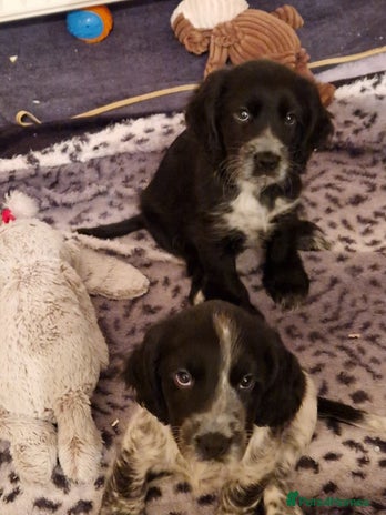 Cocker Spaniel dogs Sprocker spaniel puppies for sale - Advert 8