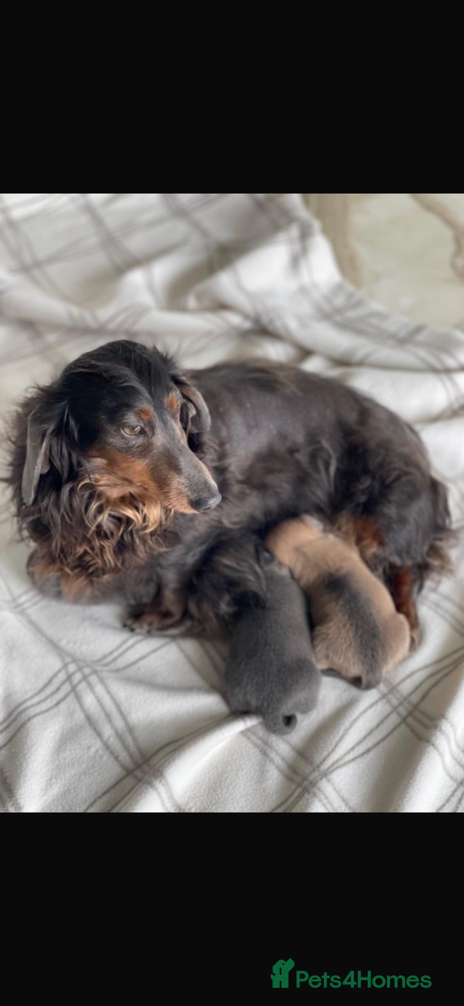 Dachshund dogs Gorgeous Dachshunds puppies skelmersdale  - Advert 1