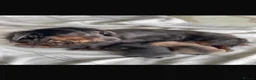 Dachshund dogs for sale: Gorgeous Dachshunds puppies skelmersdale  in Ormskirk - Advert 1