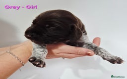 German Shorthaired Pointer dogs for sale: German Shorthaired Pointer/Irish Setter-Poinsetter - Image 13