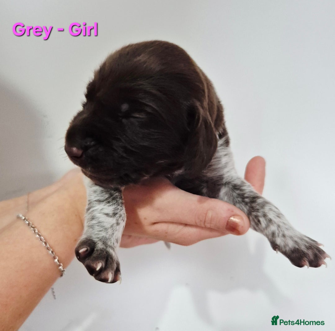 German Shorthaired Pointer dogs for sale: German Shorthaired Pointer/Irish Setter-Poinsetter - Image 13