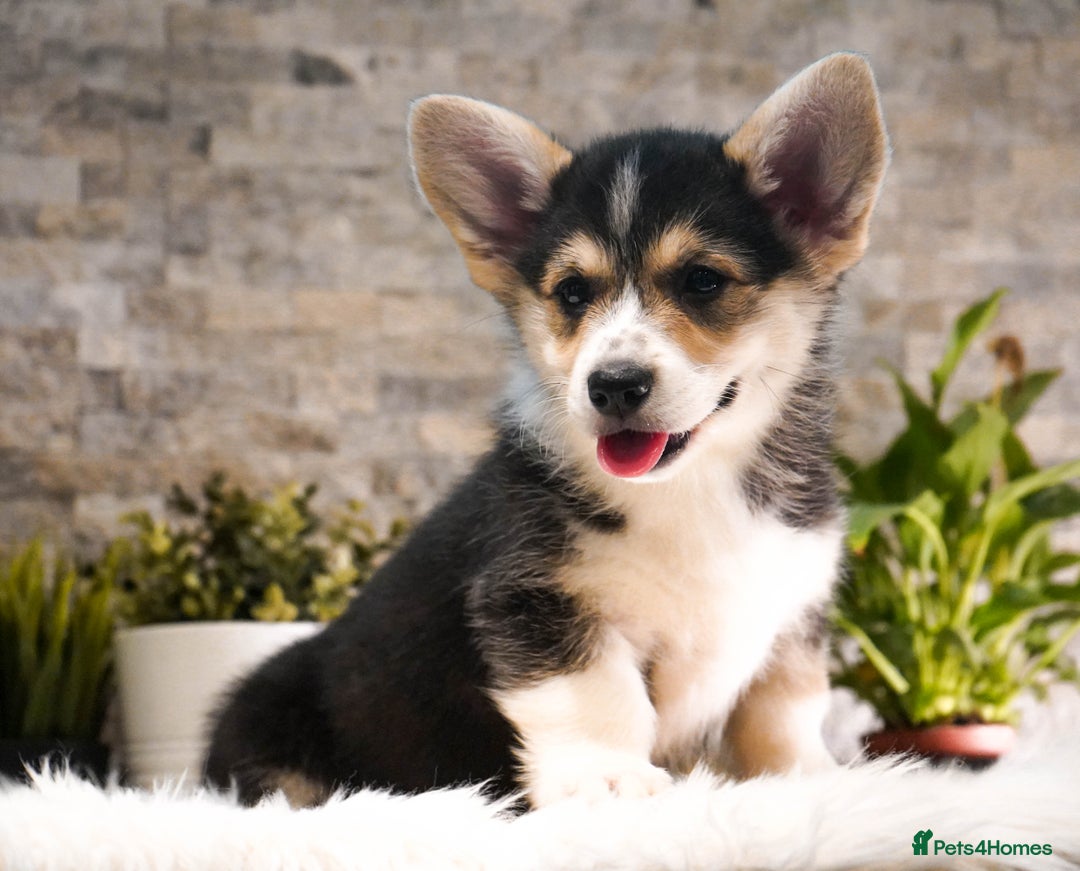 Welsh Corgi Pembroke dogs for sale: Welsh Corgi (Pembroke) - Advert 11