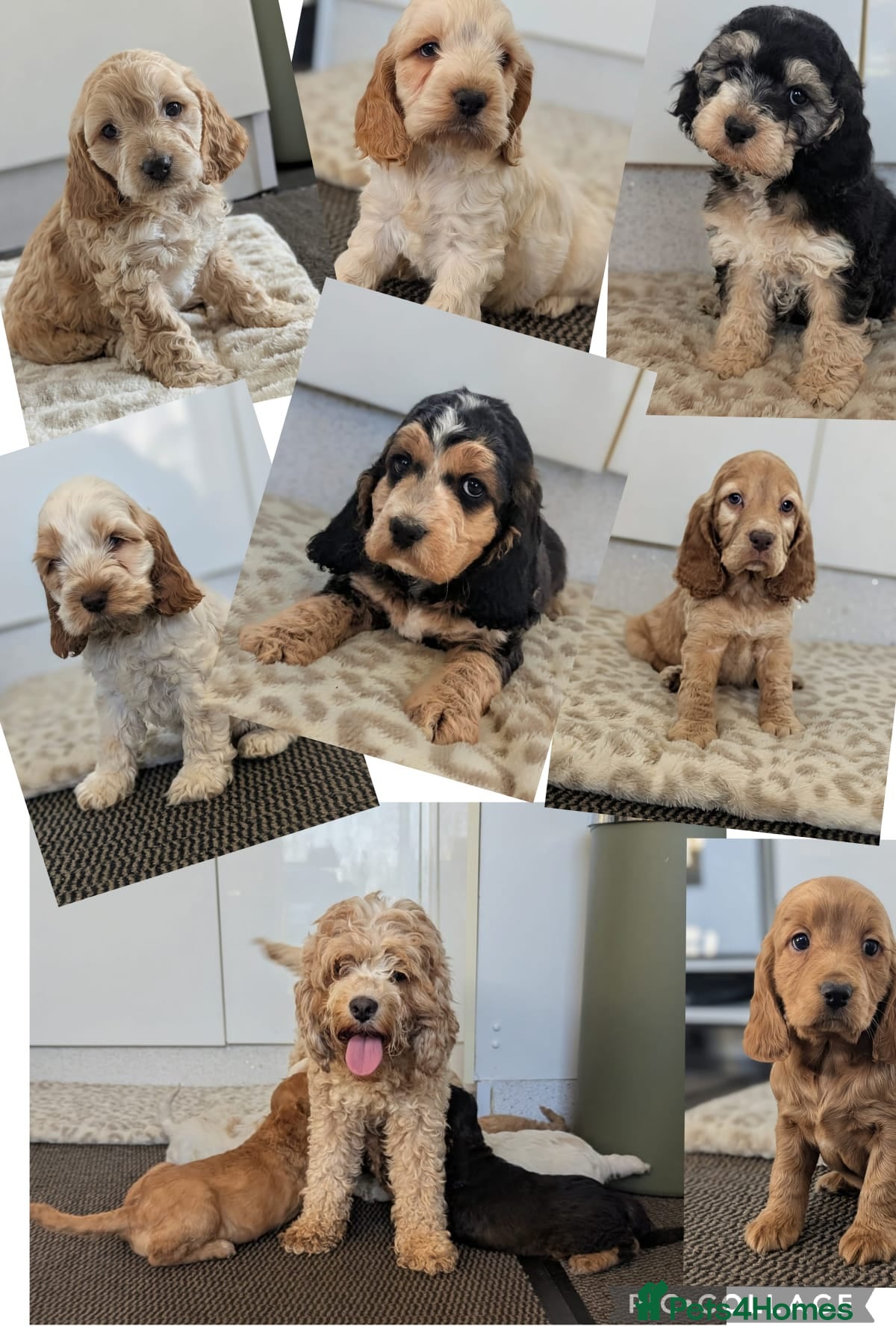 Cockapoo dogs 💫Show type f1b cockapoo💫 - Advert 1