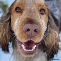 Cocker Spaniel dogs Beautiful Choc Roan Sable for Stud in Doncaster - Advert 14