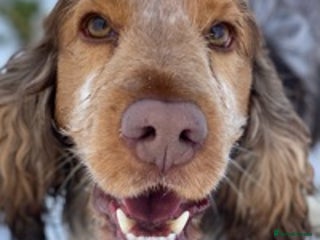 Cocker Spaniel dogs in Doncaster - Advert 26