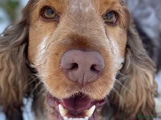 Cocker Spaniel dogs Beautiful Choc Roan Sable for Stud in Doncaster - Advert 20