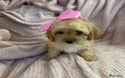 Cavapoo dogs for sale: Beautiful F1 Cavapoo boy & girl puppies - Image 9